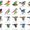 Easy Bird Origami Papercraft - Image 5