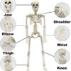 36" Posable Skeleton – Realistic Full-Body Halloween Prop for Indoor & Outdoor Decor - Image 3