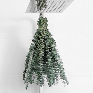 10 Pcs Dried Eucalyptus Stems (17") – Real, for Shower, Home, Wedding & DIY Decor, Green